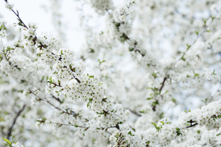 Blossom tree over nature bokeh background. Spring flowersの写真素材