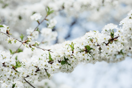 Beautiful blooming cherry tree in spring seasonの写真素材