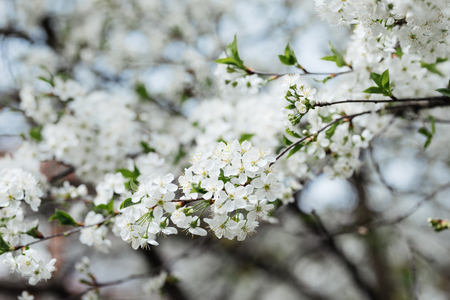 Cherry blossom flowers closeup in spring seasonの写真素材