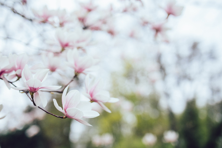 Magnolia pink blossom tree flowers, branch, outdoor