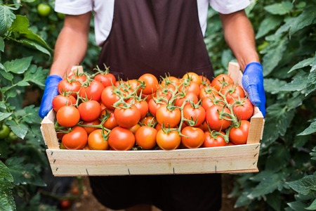 Close up of man s hands holding a big box of tomato harvest in the garden