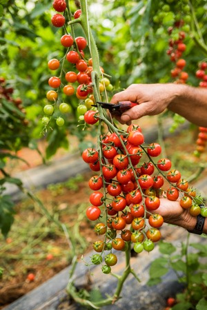 Farmer man collects cherry tomatoes with scissors harvest in the greenhouse family business