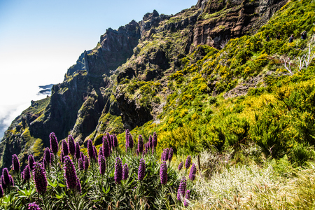 Colorful flowers grow between the burnt trees on the slopes of Pico Arieiro on Madeira Island, Portugal.の写真素材