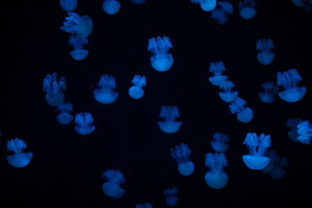 Beautiful jellyfish, medusa in the neon light with the fishes. Underwater life in ocean jellyfish.