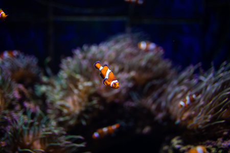 Orange clown fish with corals on aquarium in oceanarium.
