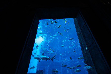 October, 2018 - Dubai, UAE: Altaltis Aquarium and Underwater Zoo of the Mall of Emirates. The Altantis is aquarium with a tunnel that draws the tub, the aquarium is located in the Mall of Emirateのeditorial素材