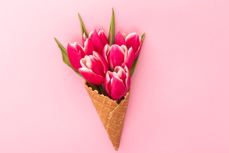 Pink tulip in wafer cup isolated on pink background.の写真素材