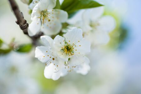 The blooming trees with the white flowers on sky backgroundの写真素材