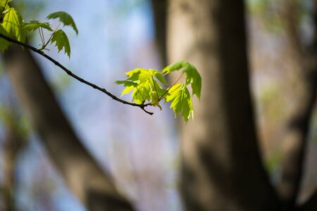 Green tree leaves and branches with raindrops on the sky backgroundの写真素材