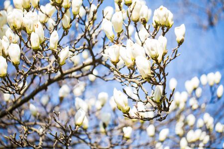 Magnolia flower tree in the nature background.の写真素材