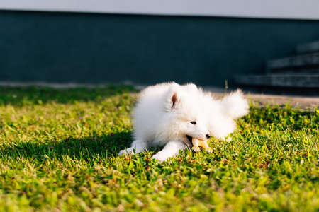 Fluffy white Samoyed puppy dog is playing with toy on the green grassの写真素材
