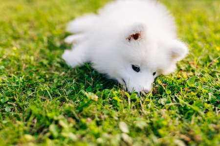 White puppy Samoyed husky playing in the yard on green lawnの写真素材