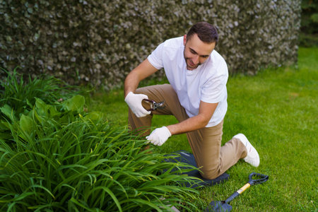 seasonal work in the garden. Gardener in work gloves cuts dry branches of thuja with shears. Pruning...