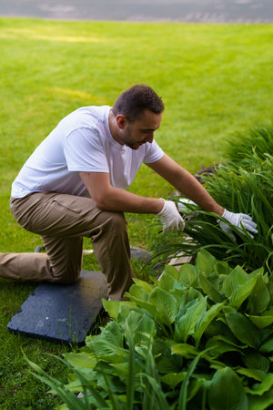 Happy man transplanting beautiful flowers into soil outdoors on sunny day.