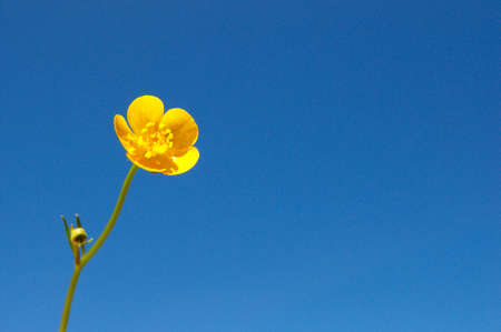 single buttercup against blue skyの写真素材