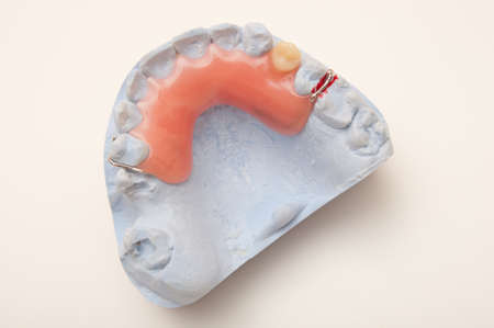 Mandible model