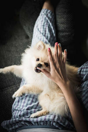 fluffy Pomeranian puppy having fun with fingerの写真素材