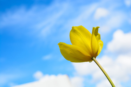 The gorgeous yellow tulip under the blue sky on a sunny day の写真素材