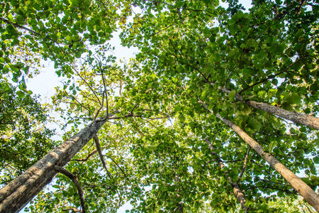The view of the top of the tree. Top side of the green trees.の写真素材