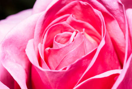 the gorgeous macro pink rose for the background or wallpaper purposes or othersの写真素材
