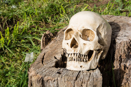 Still life, skull in the backyard and log in the parkの写真素材