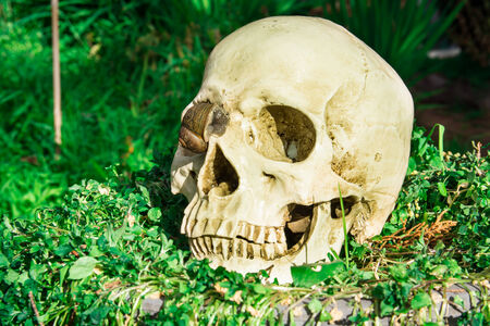 still life skull in the garden at the backyard of the houseの写真素材