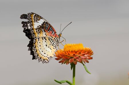 beautiful of butterfly on the yellow flower on the day time