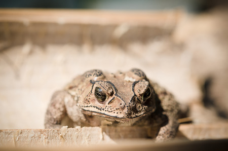 the selective close up focus wild toad in the day timeの写真素材