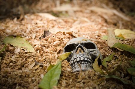human skull die and graved underground ideal for halloween and other art purposesの写真素材