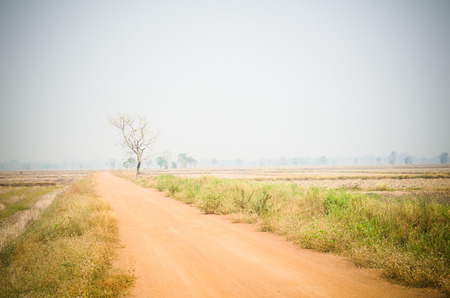 minimalistic tree in summer in clearing area idea for wallpaper and background purposesの写真素材