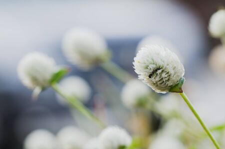 beautiful close up of white flower with bug in itの写真素材