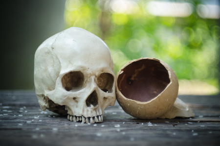 beautiful vintage human skull with coconut shell on the ground with green bokehの写真素材