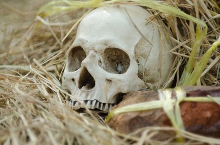 vintage beautiful skull under the old cloth on the ground with dried leavesの写真素材