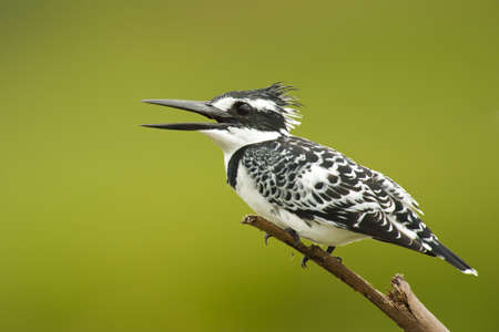 pied kingfisher on a branchの写真素材