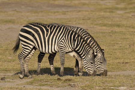 two zebras in Amboseli national park grazing の写真素材