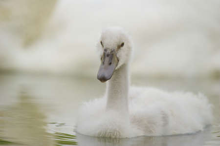 young swan swimming on a pondの写真素材