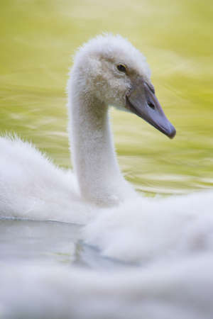 young swan swimming on a pondの写真素材