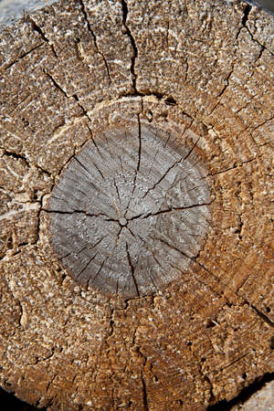 particular of a log, with circles and knotsの写真素材