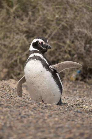 magellanic penguin standing in punta tombo, patagonia, argentinaの写真素材