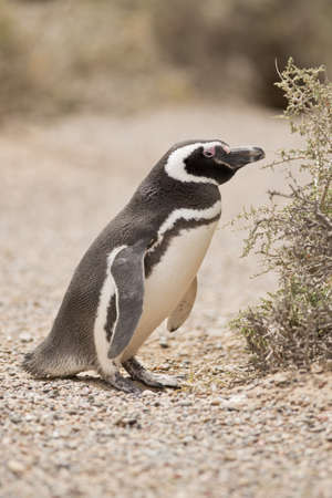 magellanic penguin standing in punta tombo, patagonia, argentinaの写真素材