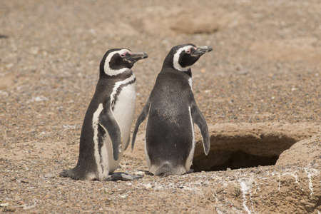 two magellanic penguin in the pinguinera in  punta tombo, patagonia, argentina, standing in front of their nestの写真素材