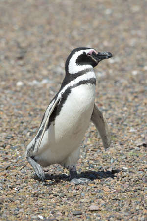 magellanic penguin standing in punta tombo, patagonia, argentinaの写真素材