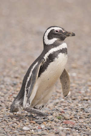 magellanic penguin standing in punta tombo, patagonia, argentinaの写真素材