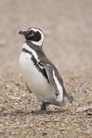 magellanic penguin standing in punta tombo, patagonia, argentinaの写真素材