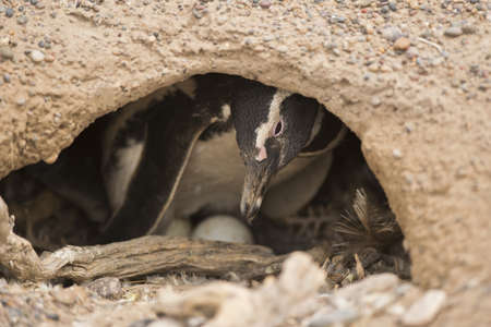 magellanic penguin brooding in punta tombo, patagonia, argentinaの写真素材