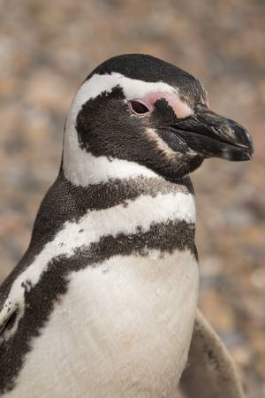 portrait of a magellanic penguin in punta tombo, patagonia, argentina
の写真素材