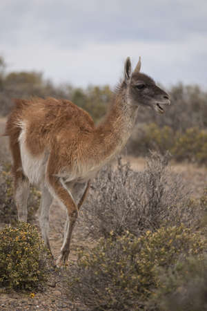 young guanaco munching in punta tomboの写真素材