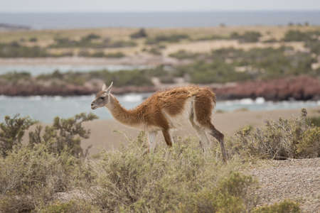 young guanaco munching in punta tomboの写真素材