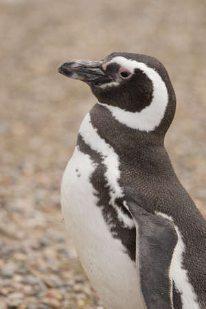 magellanic penguin standing in punta tombo, patagonia, argentinaの写真素材