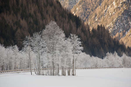 frosted trees in the valley of pfitsch in sudtirolの写真素材